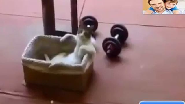 قطط_مضحكة_جدا____اضحك_مع_القطط__funny_cats