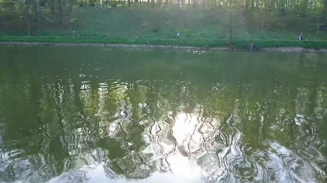 Лебеді на ставку в національному парку "Софіївка". смотреть онлайн