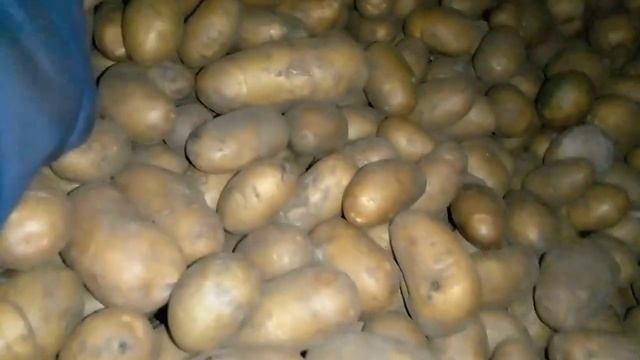 картофель королева анна смотреть онлайн