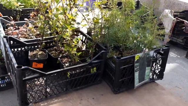 Зелёная ярмарка в городе Ирбите смотреть онлайн