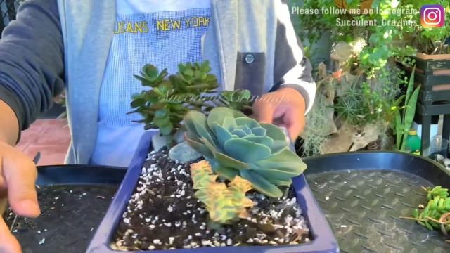 Echeveria Imbricata Succulent Arrangement смотреть онлайн