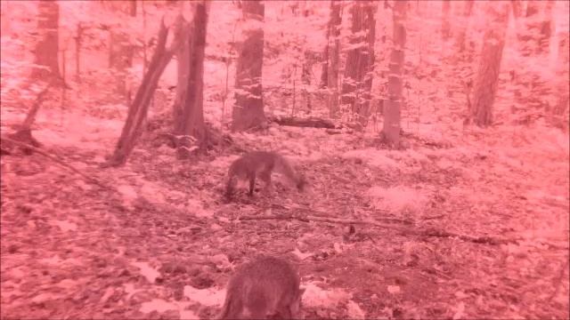 Fox Salt Lick.wmv смотреть онлайн