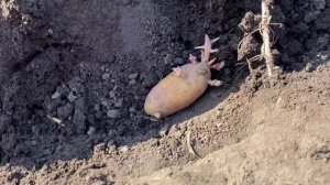 Отказаться полностью✅ ВЫРАЩИВАТЬ КАРТОФЕЛЬ Гранада