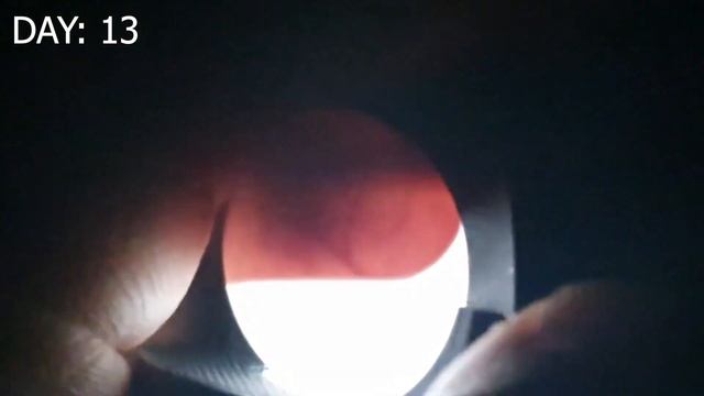 Cockatiel embryo development - Day 1 to egg hatching смотреть онлайн