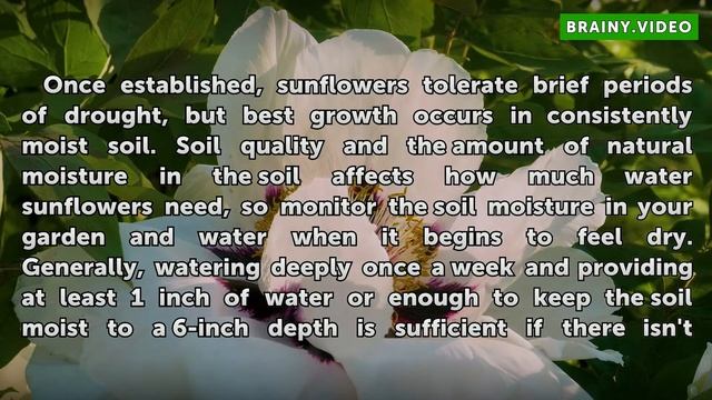 How Much Water Do Sunflower Plants Need? смотреть онлайн