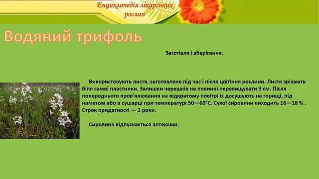 Водяний трифоль смотреть онлайн