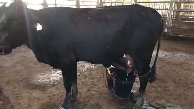 Finca el Triunfo 1er parte Ordeño de vaca lechera media sangre F1 - El Salvador en el campo смотреть онлайн