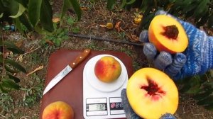 персик Лаурол