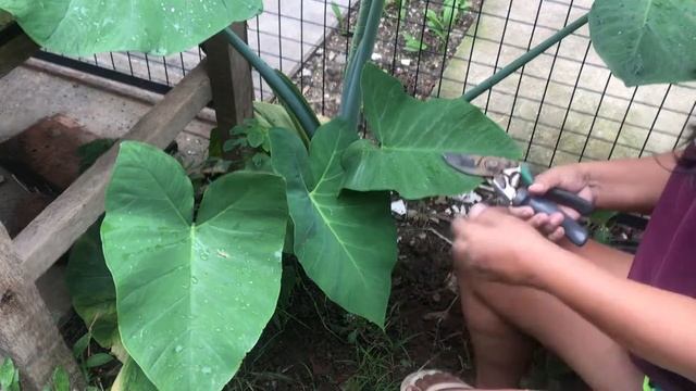 TRYING TO HARVEST GABI/GARDEN MAINTENANCE смотреть онлайн