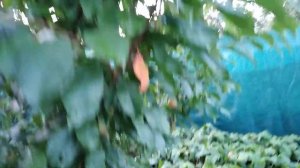 Плуот Гео Прайд. 1.08.2023.