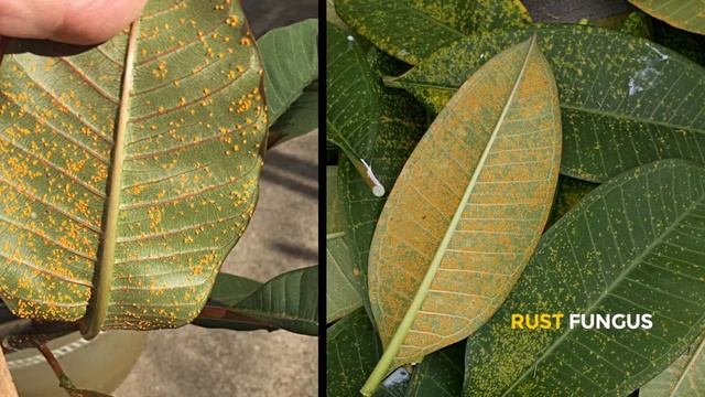 CONTROLAR y LIMPIAR de HONGOS 🍄tus PLUMERIAS 😭 смотреть онлайн