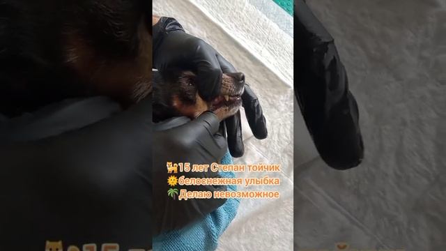 🐕 🌞 Степан 15 лет тойчик, белоснежная улыбка🌞, 2-й раз чистим зубки.
