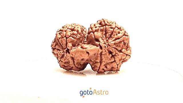 12 Mukhi Gauri Shankar Rudraksha смотреть онлайн