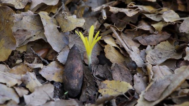 חלמונית זעירה 🌱 גבעת עדה 🍂 Sternbergia colchiciflora смотреть онлайн