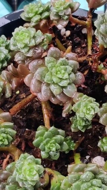 Sedum Little Gem смотреть онлайн