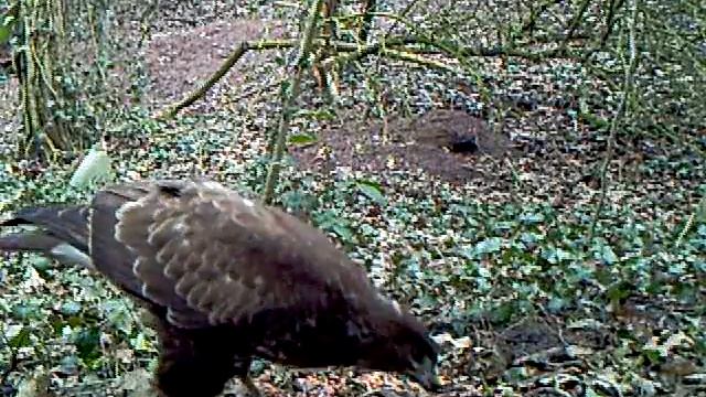 Buzzard Eating very close смотреть онлайн