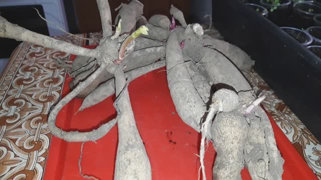 Когда лучше начинать проращивать клубни георгинов для черенкования. Как хранить клубни георгинов смотреть онлайн