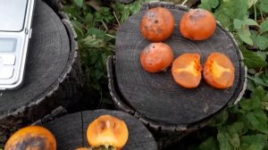 Хурма Божий дар. Огляд плодів, дегустація.