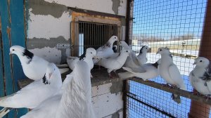 #pegions Начинаю паровать голубей. Бакинские/армянские бойные голуби 16 февраля 2025 г.