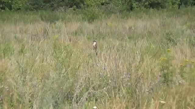 п.Степной, Бондарский район смотреть онлайн