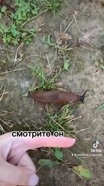🤨 Слизни атакуют наш огород #огород #вредители #слизни смотреть онлайн