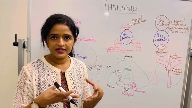 Thalamus …part 1 …Diencephalon & subdivisions😇🤗 смотреть онлайн