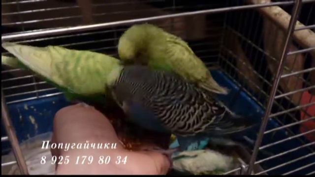 Popugai2015 смотреть онлайн