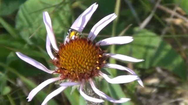 Pollinator visiting Echinacea: Agapostemon смотреть онлайн