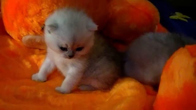 Котята Е-помет смотреть онлайн