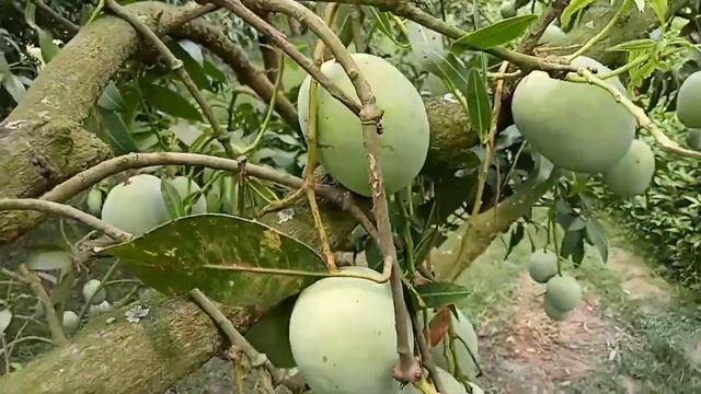 Amazing Best Big Mango King смотреть онлайн