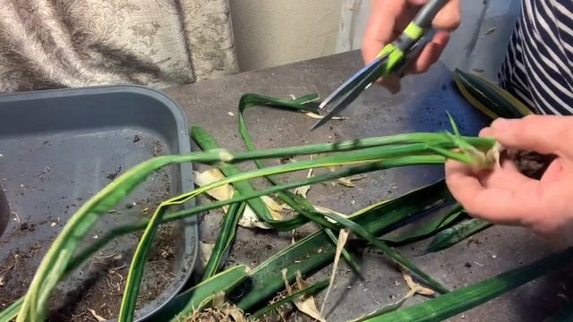 Спасение сансевиерии.🪴#сансевиерия #хантымансийск #май2024