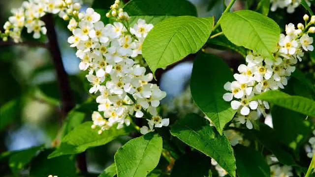 Кто сказал, что май смотреть онлайн