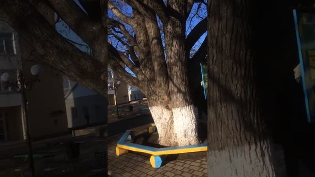 Медвежий горіх у Заліщиках що на ТЕрнопільщині смотреть онлайн