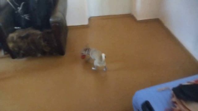 Злой Чипс, продолжение смотреть онлайн
