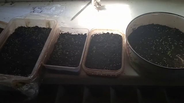 выращивание табака смотреть онлайн