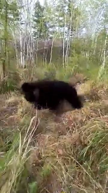 МЕДВЕЖАТА МЕДВЕДИЦЫ МАШИ, БЕЗ ДРАК НЕ ОБХОДИТСЯ. ПАМЯТИ МИХАИЛА ЮРЬЕВИЧА. смотреть онлайн