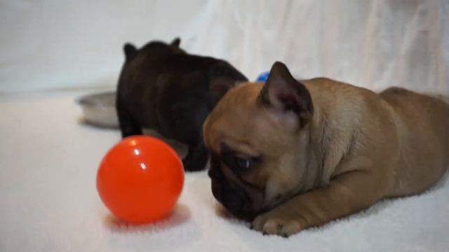 Hanks, Turner & Hooch смотреть онлайн