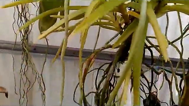 Over 15 year-old Ascocentrum! Asc. Curvifolium смотреть онлайн