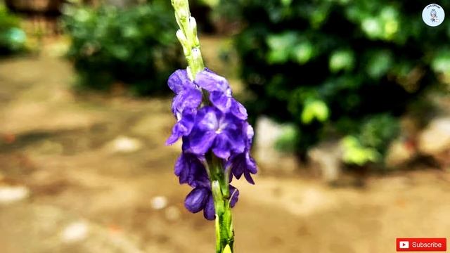 blue porterweed flower | photograph смотреть онлайн