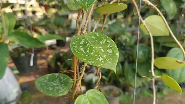 พาราใบหัวใจ Hoya Parasitica Heart Leaf Splash Flower