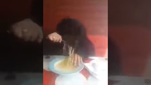 Собака смешно ест смотреть онлайн