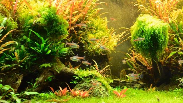 240L Planted Tank (close-up) HQ смотреть онлайн