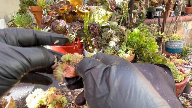 ReStarting My Dying Crested Aeonium смотреть онлайн