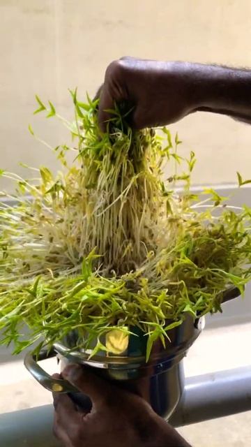 #shorts #diamondduofatherandson #Green lentil Sprouts смотреть онлайн
