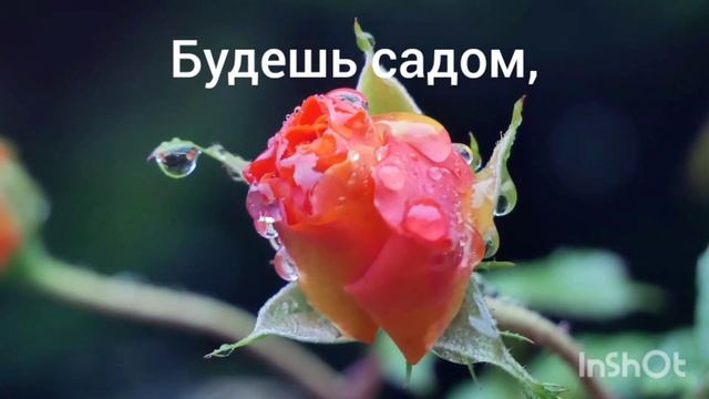 Розовый сад Руми♥️ смотреть онлайн