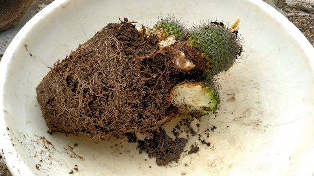 Mammillaria Matudae Cactus Repotting _ Aug2023