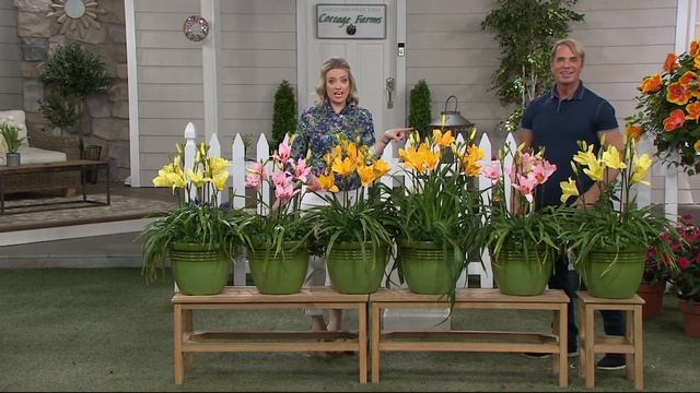 Cottage Farms 6-piece Summer Perfume Daylily Collection on QVC смотреть онлайн