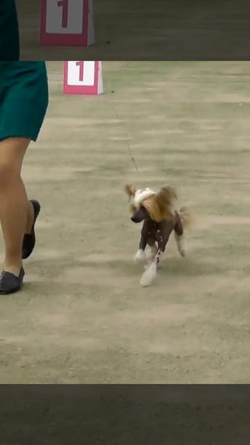 Китайская хохлатая собака #Shorts смотреть онлайн