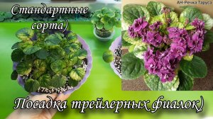 Посадка трейлерных фиалок! Стандартные сорта) Мой опыт)