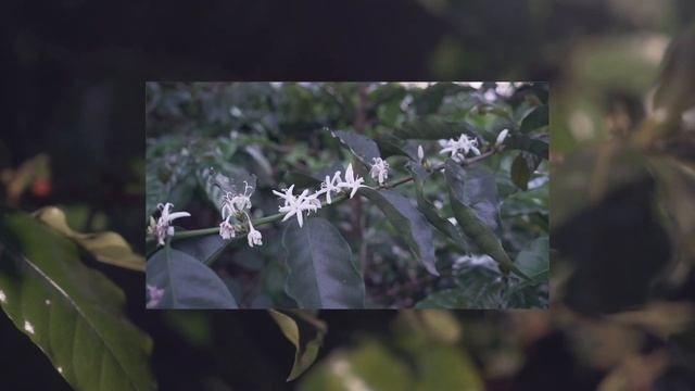 Coffee Circle in Brasilien – Unsere Reise durch das größte Kaffeeland der Welt смотреть онлайн